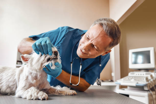Best Walk-In Emergency Dentist in Milmay, NJ